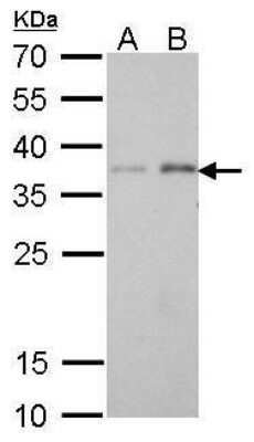 Western Blot: PEX19 Antibody (533) [NBP2-43757]