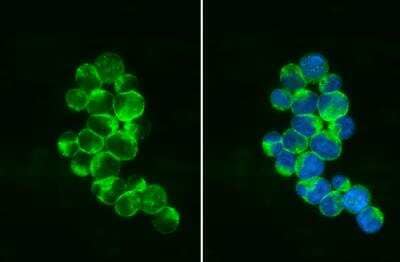 Immunocytochemistry/ Immunofluorescence: PEX19 Antibody (554) [NBP2-43544]
