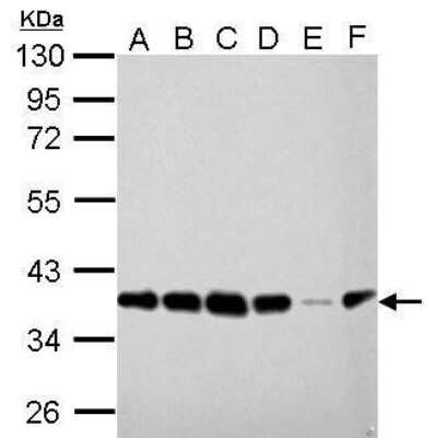 Western Blot: PEX19 Antibody (554) [NBP2-43544]