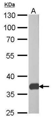 Western Blot: PEX19 Antibody (554) [NBP2-43544]