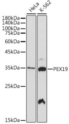 Western Blot: PEX19 Antibody (9O7Q9) [NBP3-15701]