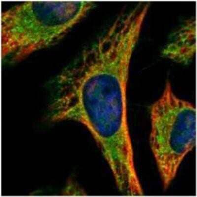 Immunocytochemistry/ Immunofluorescence: PEX19 Antibody [NBP1-32925]