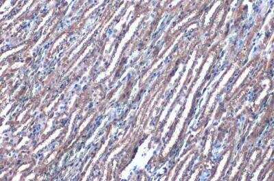 Immunohistochemistry-Paraffin: PEX19 Antibody [NBP1-32925]
