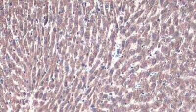 Immunohistochemistry-Paraffin: PEX19 Antibody [NBP1-32925]