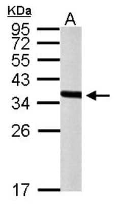 Western Blot: PEX19 Antibody [NBP1-32925]
