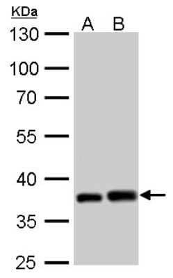 Western Blot: PEX19 Antibody [NBP1-32925]