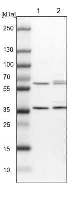 Western Blot: PEX19 Antibody [NBP1-92255]