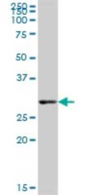 Western Blot: PEX26 Antibody [H00055670-B01P]