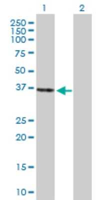Western Blot: PEX26 Antibody [H00055670-B01P]