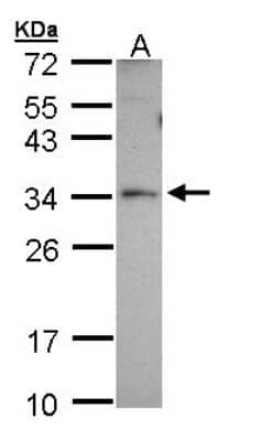 Western Blot: PEX26 Antibody [NBP1-32743]