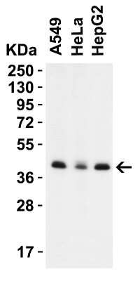 Western Blot: PEX3 AntibodyBSA Free [NBP3-18138]