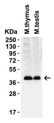 Western Blot: PEX3 AntibodyBSA Free [NBP3-18138]