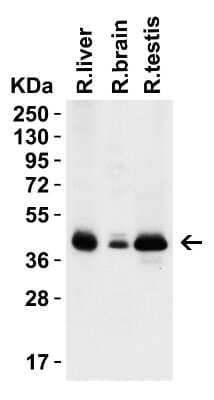 Western Blot: PEX3 AntibodyBSA Free [NBP3-18138]