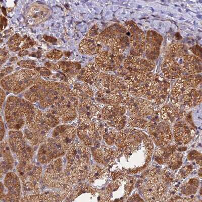 Immunohistochemistry-Paraffin: PEX3 Antibody [NBP1-86210]