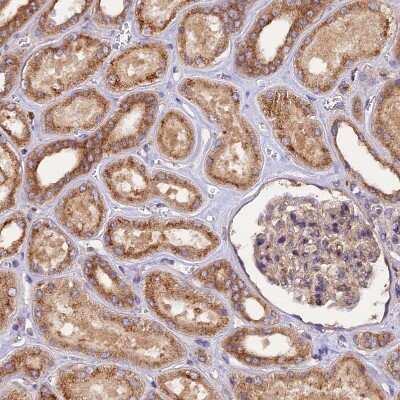 Immunohistochemistry-Paraffin: PEX3 Antibody [NBP1-86210]