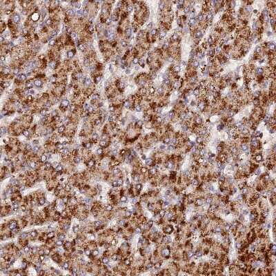 Immunohistochemistry-Paraffin: PEX3 Antibody [NBP1-86210]