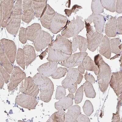 Immunohistochemistry-Paraffin: PEX3 Antibody [NBP2-38838]