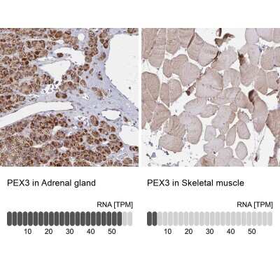 Immunohistochemistry-Paraffin: PEX3 Antibody [NBP2-38838]