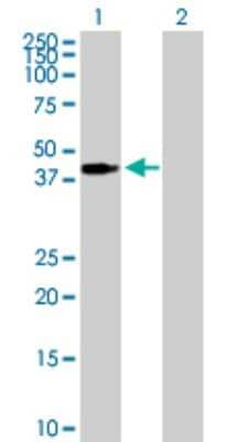 Western Blot: PEX3 Antibody [H00008504-B01P]