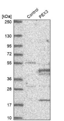 Western Blot: PEX3 Antibody [NBP2-38838]