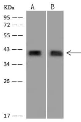 Western Blot: PEX3 Antibody [NBP3-06433]