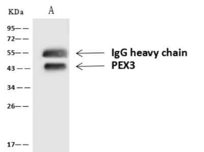 Western Blot: PEX3 Antibody [NBP3-06433]