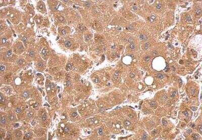 Immunohistochemistry-Paraffin: PEX5 Antibody [NBP1-32782]