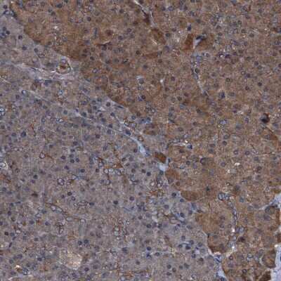Immunohistochemistry-Paraffin: PEX5 Antibody [NBP2-38443]