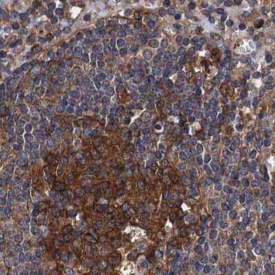 Immunohistochemistry-Paraffin: PEX5 Antibody [NBP2-38443]
