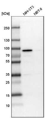 Western Blot: PEX5 Antibody [NBP1-87185]