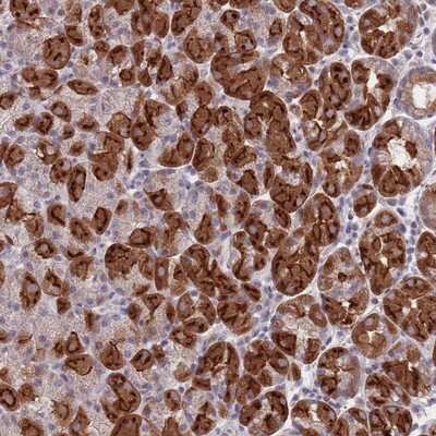 Immunohistochemistry-Paraffin: PEX7 Antibody [NBP2-13752]