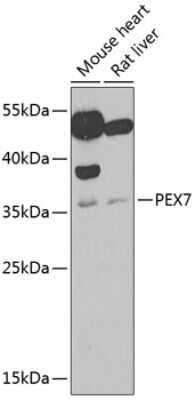 Western Blot: PEX7 AntibodyBSA Free [NBP2-95226]