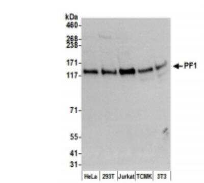 Western Blot: PF1 Antibody [NB100-81671]