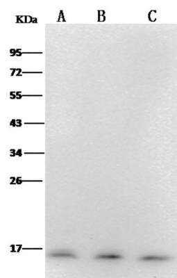 Western Blot: PFDN1 Antibody (12) [NBP3-06609]