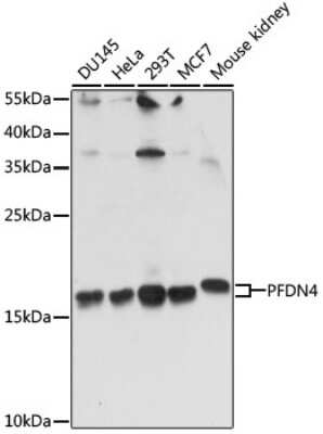 Western Blot: PFDN4 AntibodyAzide and BSA Free [NBP2-93935]