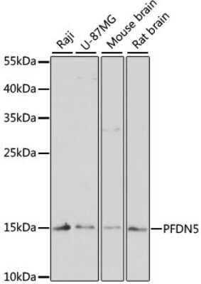 Western Blot: PFDN5 AntibodyAzide and BSA Free [NBP2-94869]