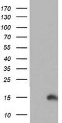 Western Blot: PFDN6 Antibody (OTI4E10)Azide and BSA Free [NBP2-73339]