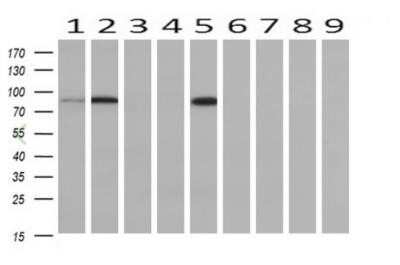 Pfkp Antibody Oti D Azide And Bsa Free Nbp Bio Techne