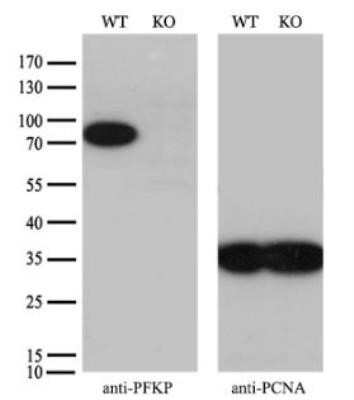 Western Blot: PFKP Antibody (OTI1D6)Azide and BSA Free [NBP2-73344]