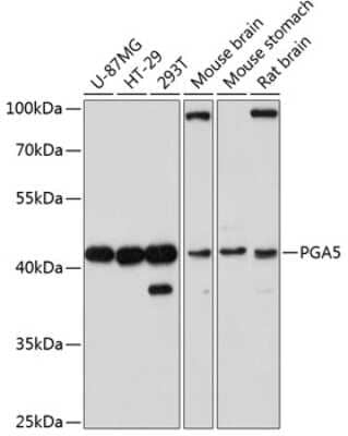 Western Blot: PGA5 AntibodyAzide and BSA Free [NBP2-94203]