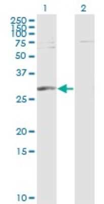 Western Blot: PGAM1 Antibody (2G1-A6) [H00005223-M01]