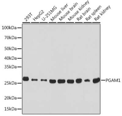 Western Blot: PGAM1 Antibody (7V9H9) [NBP3-16347]