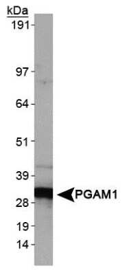 Western Blot: PGAM1 AntibodyBSA Free [NBP1-49532]