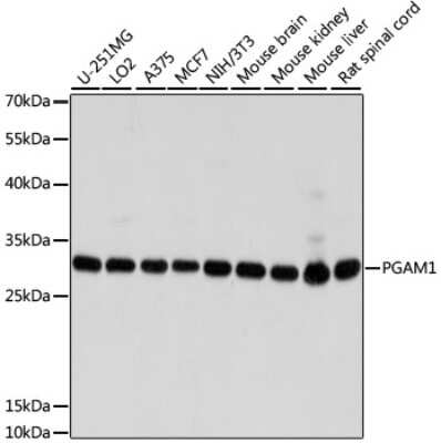 Western Blot: PGAM1 AntibodyBSA Free [NBP2-95109]