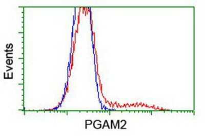 Flow Cytometry: PGAM2 Antibody (OTI4E9) [NBP2-01142]