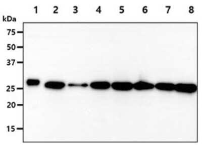 Western Blot: PGAM2 Antibody (5A7)BSA Free [NBP2-59410]