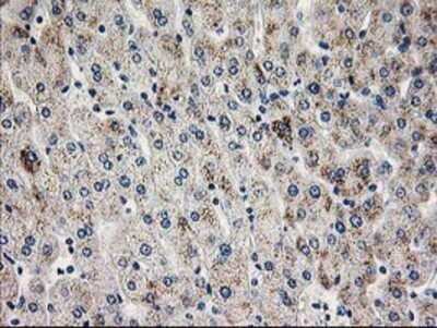 Immunohistochemistry: PGAM2 Antibody (OTI4E9) - Azide and BSA Free [NBP2-73358]