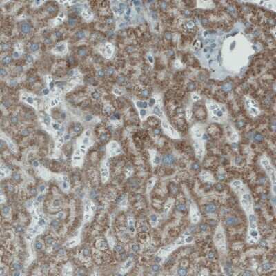 Immunohistochemistry-Paraffin: PGAM5 Antibody (CL0624) [NBP2-52947]