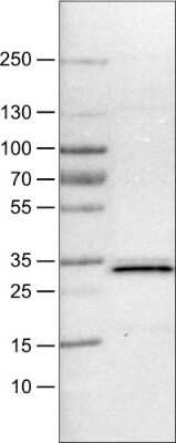 Western Blot: PGAM5 Antibody (CL0624) [NBP2-52947]