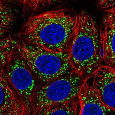 Immunocytochemistry/ Immunofluorescence: PGAM5 Antibody [NBP1-92257]